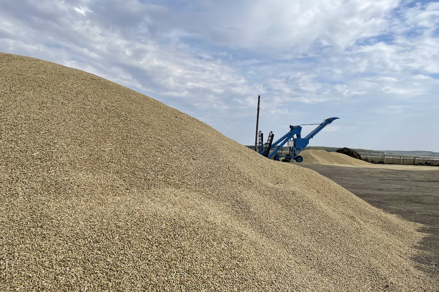 В Казахстане намолочено 17,3 млн тонн зерна