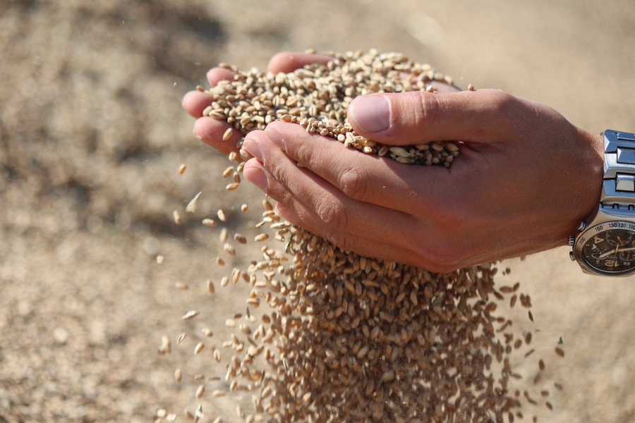 Токаев призвал страны ИОПБ поддержать создание Зернового фонда