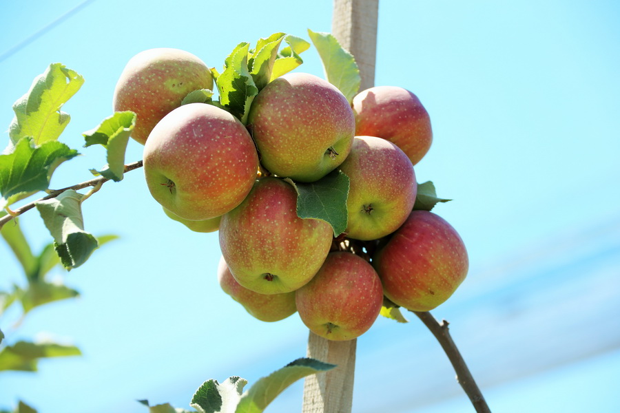 В Алматинской области планируют собрать 139 тыс. тонн фруктов
