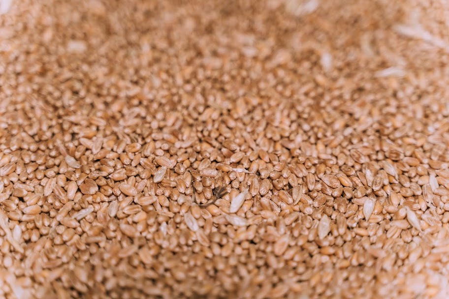 Мировое производство пшеницы в 2020 г. может достичь близких к рекордным уровней ― ФАО