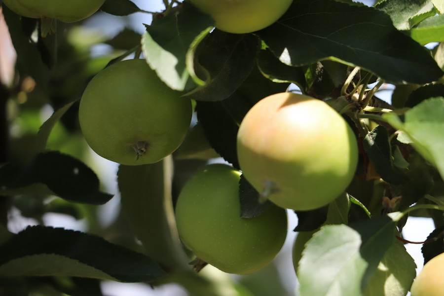 В Казахстане запущено страхование яблоневых садов