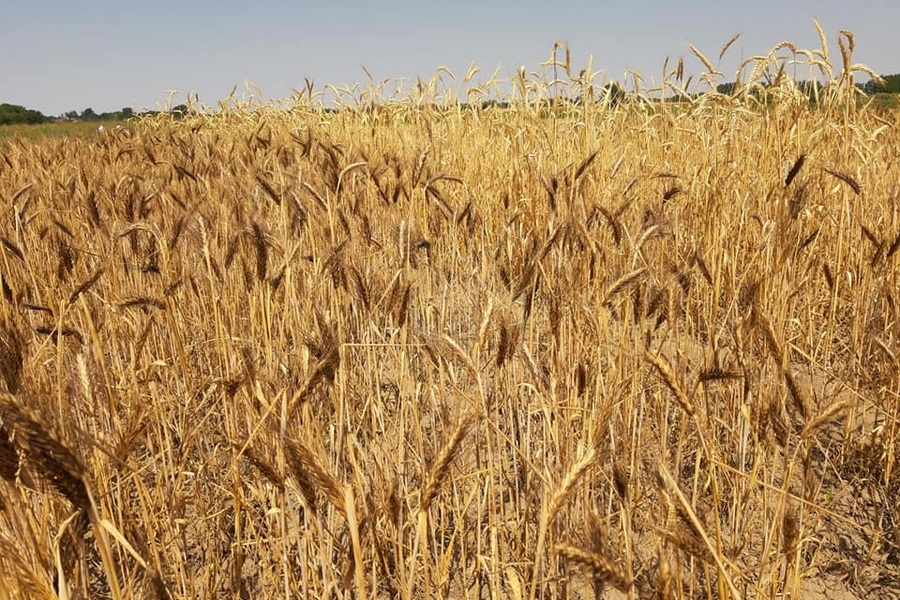 Казахстан экспортирует порядка 7 млн тонн пшеницы