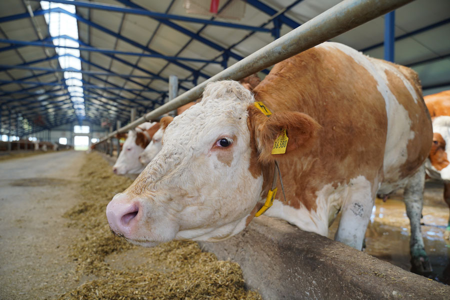 Евросоюз может запретить экспорт племенного скота в Казахстан