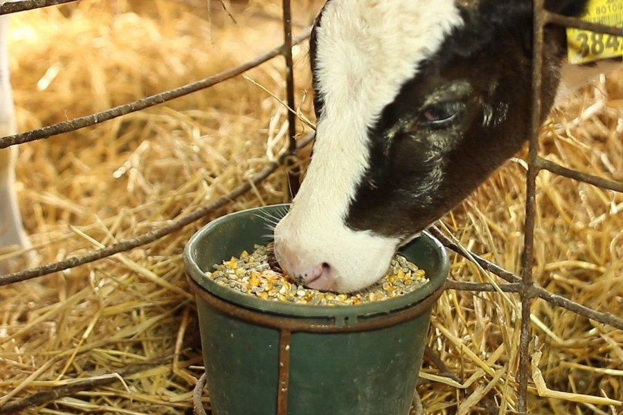 Молочная спелость: как кукуруза удваивает рентабельность МТФ