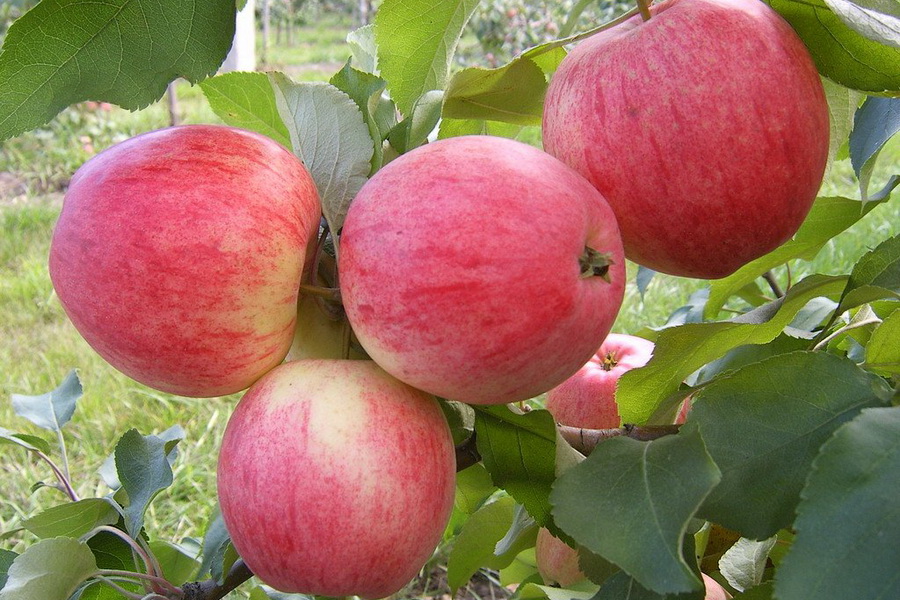 Алматинские производители яблок объединились для совместной торговли