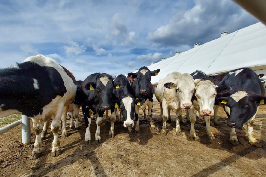 Бруцеллез крупного рогатого скота выявлен в Костанайской области
