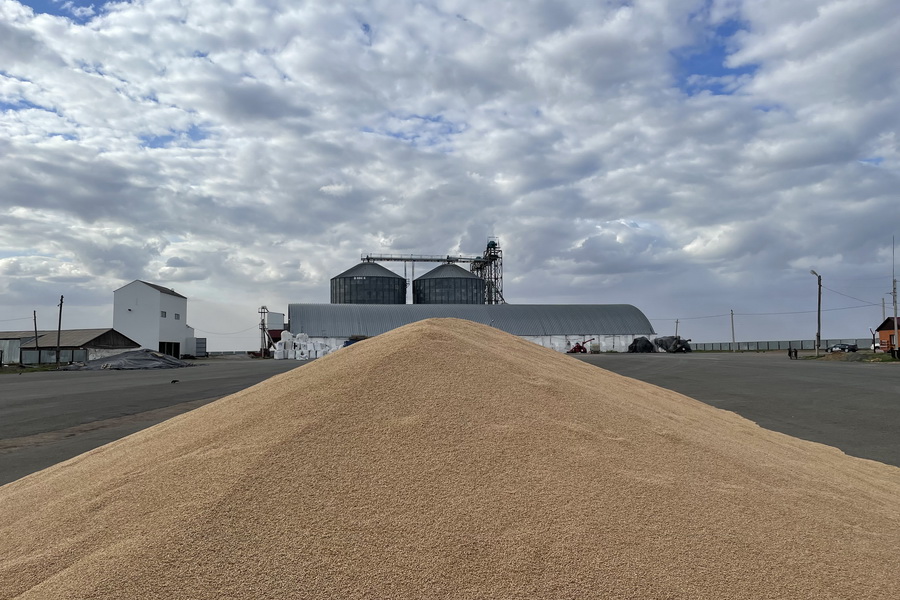 Казахстанская пшеница уходит в Таджикистан по 150 тыс. тенге/тонна
