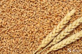 Экспорт мягкой пшеницы в 2019/20 МГ сократится на 21%