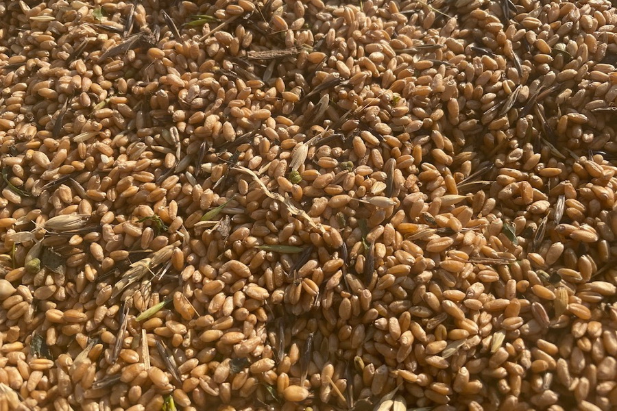 Продкорпорация реализует мукомолам пшеницу по 90 тыс. тенге/тонна