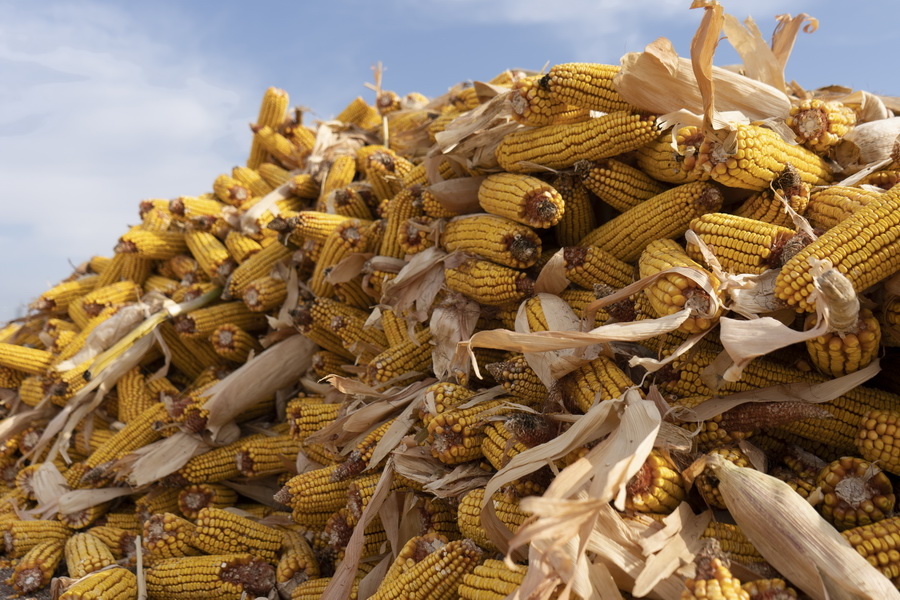 Высокий урожай кукурузы собрали в Алматинской области