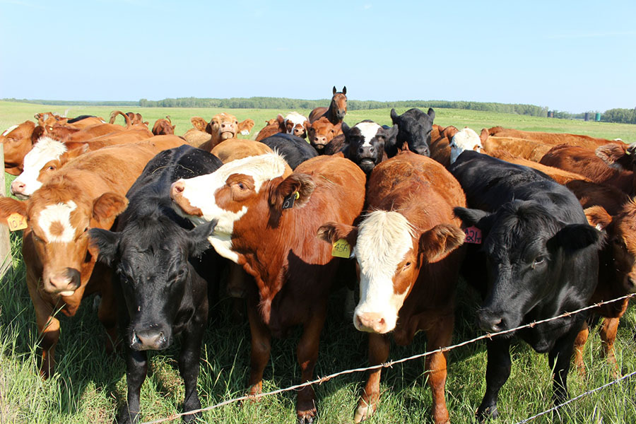 Запрет на экспорт скота из Казахстана нужно продлить