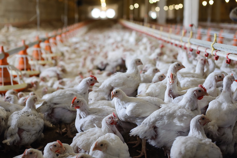 Производство мяса птицы в Казахстане выросло на 6,3% с начала года