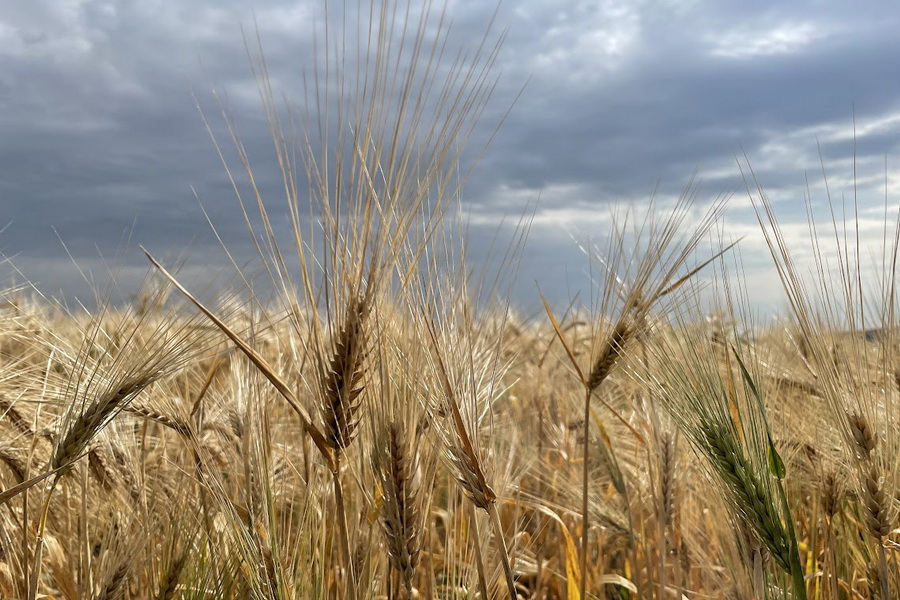 В Испании от засухи пострадали 60% сельхозугодий