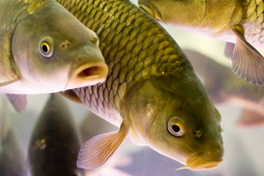 Костанайская область за год втрое увеличила экспорт рыбы