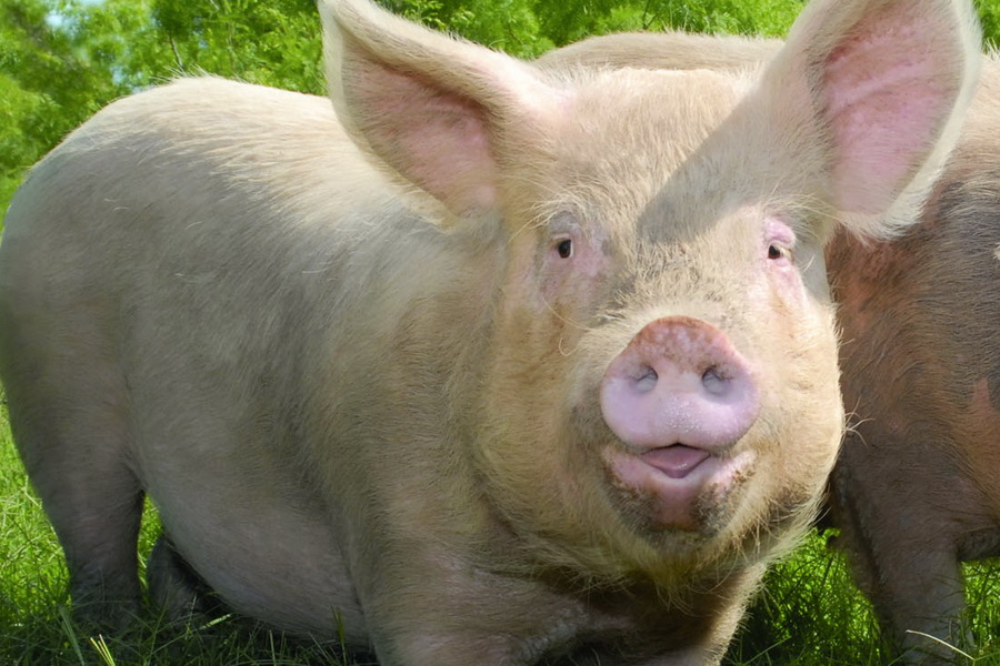 Казахстан удвоил экспорт свинины в Армению