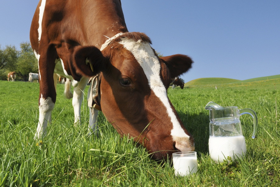 Казахстан через пять лет не будет нуждаться в импорте молока