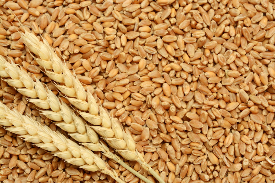 Продкорпорация объявила закупочные цены на зерно