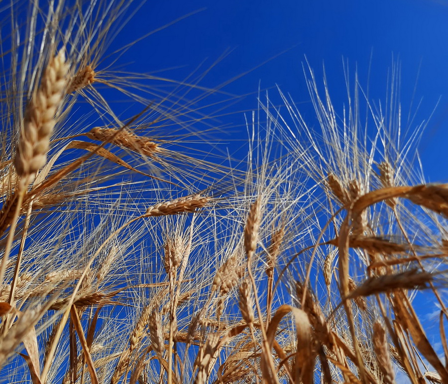 Мировые цены на пшеницу растут, Россия запретила экспорт дурума