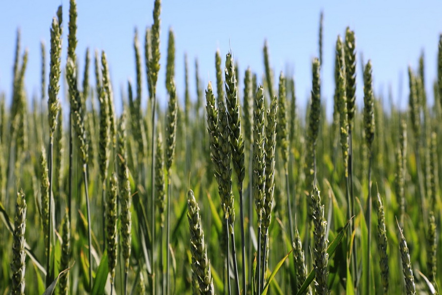 Повысить урожайность пшеницы до 20 ц/га намерен МСХ Казахстана