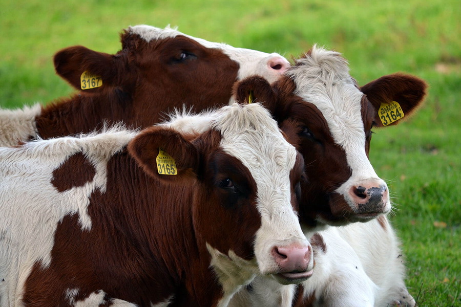 В правительстве объяснили высокий уровень поддержки импорта скота
