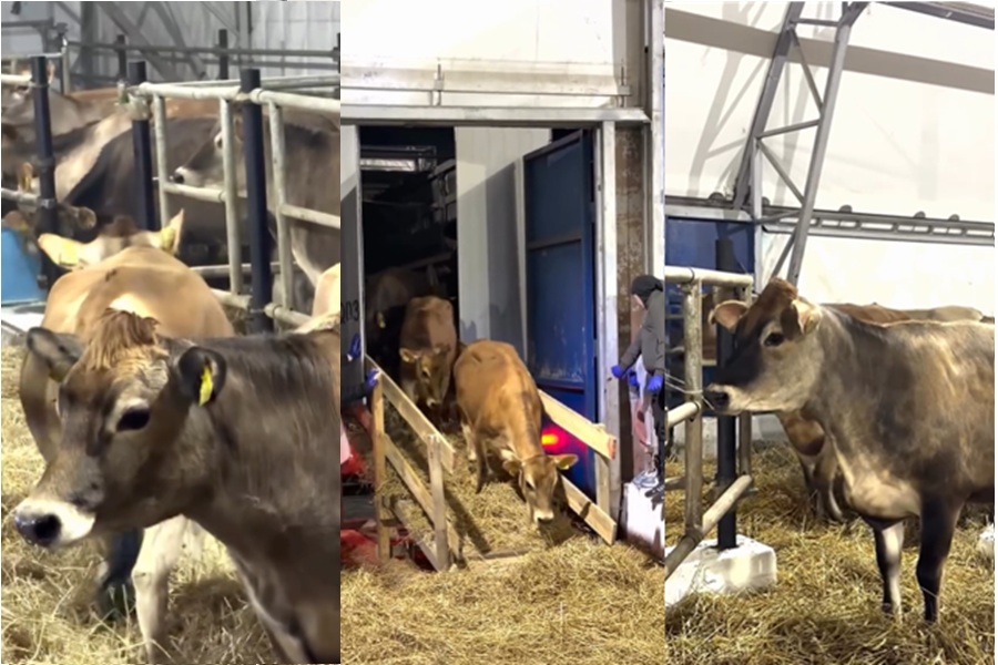 230 голов КРС джерсейской породы завезли из Дании в Северный Казахстан