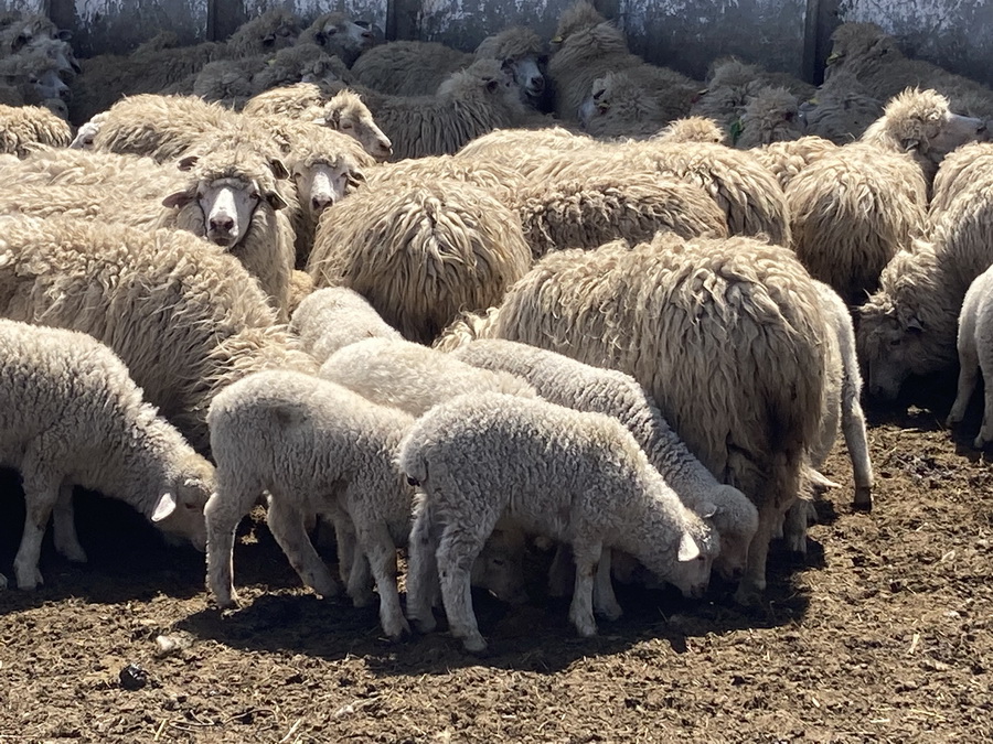 цигайские овцы