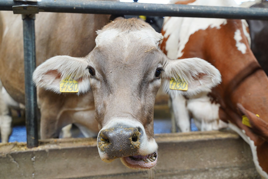 В РК утвердили запрет на вывоз маточного поголовья скота