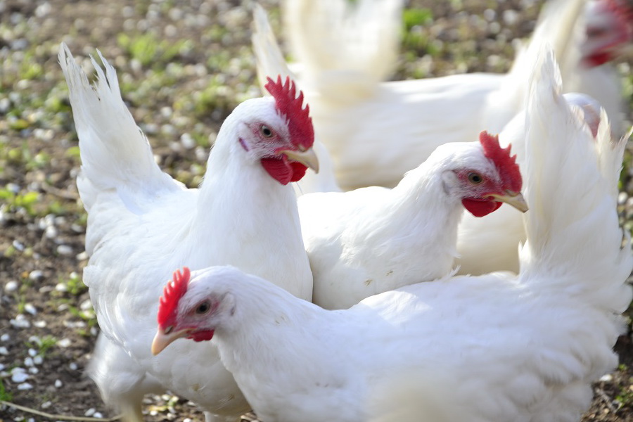 На птицефабрики СКО завезут 1,2 млн голов птиц