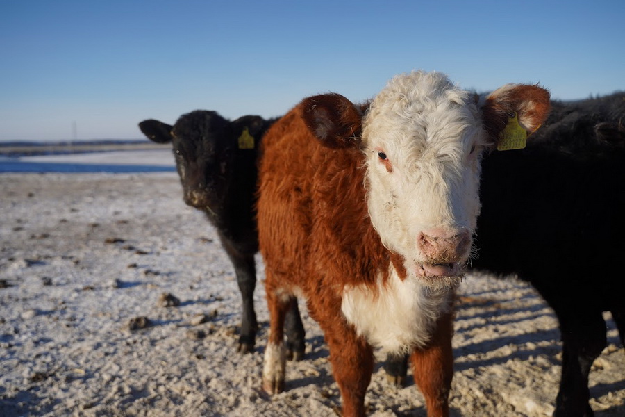 Выплату субсидий животноводам Павлодарской области начнут в феврале