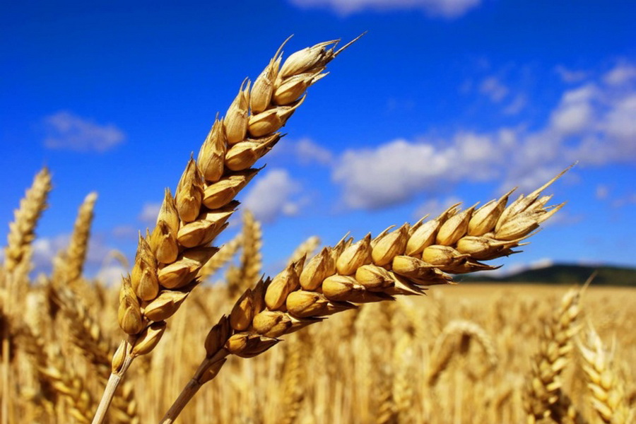 Квоты на экспорт зерна и муки отменят 1 июня