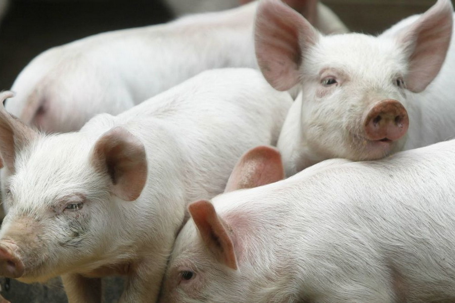МСХ: за год за субсидиями на свиноводство обратилось только одно хозяйство 