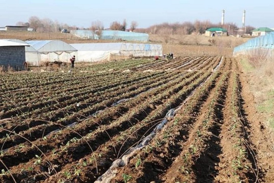 В Туркестанской области начали посадку капусты