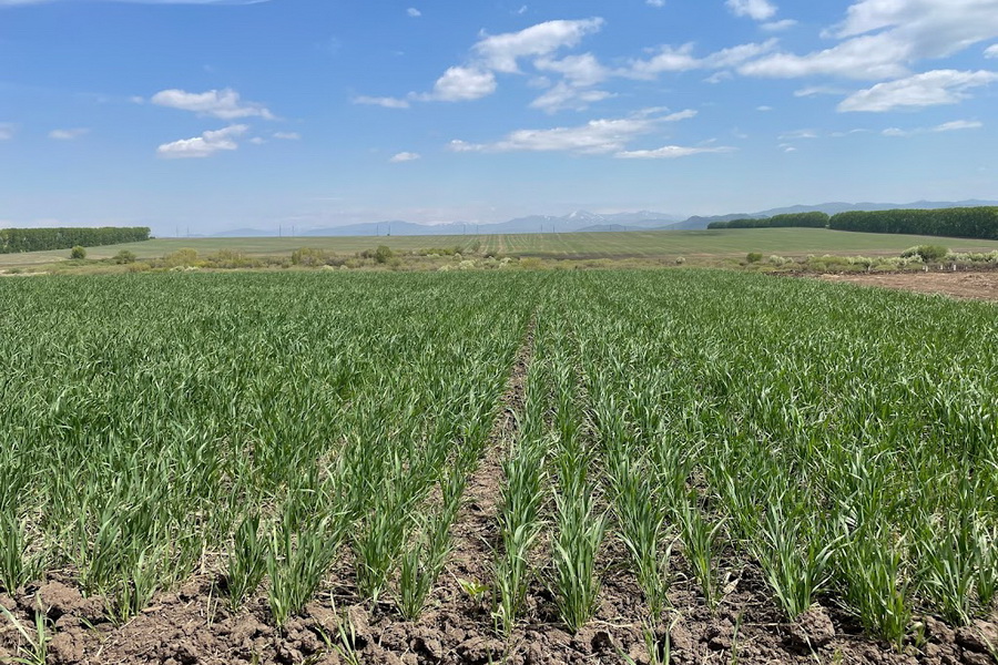 Озимые и яровые зерновые хорошо взошли на юге Казахстана