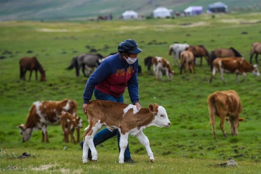 В Китае вывели новую мясную породу КРС с весом быка 900 кг