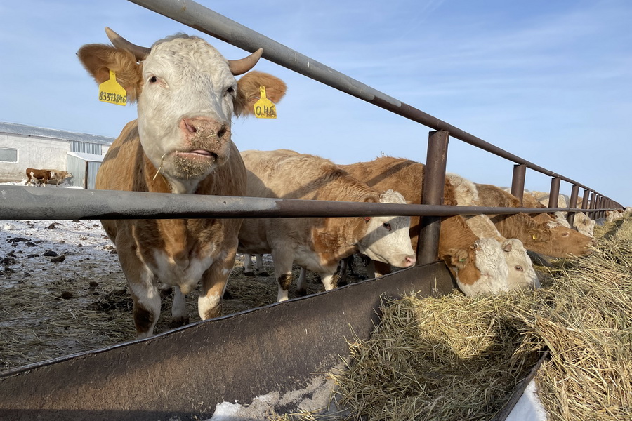 Системы регистрации и учета скота в Казахстане