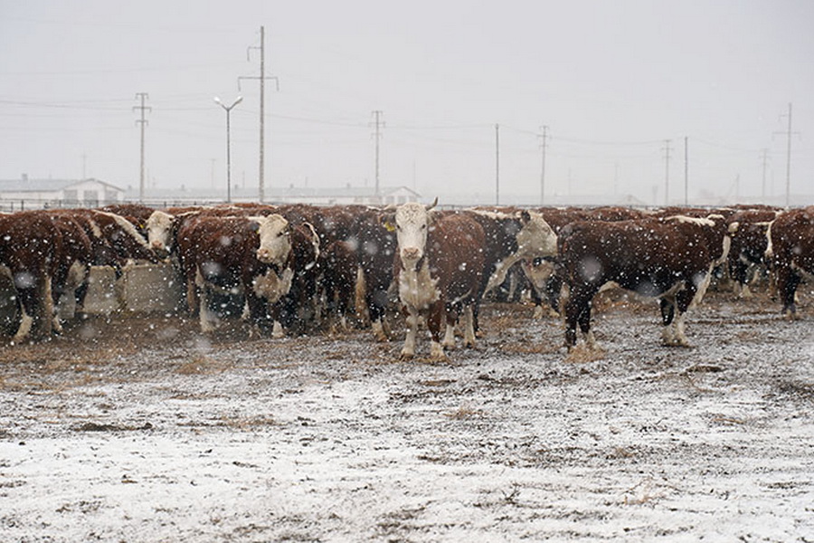 В Казахстане растет спрос на племенной скот