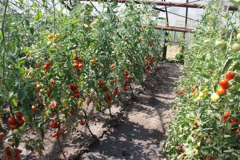Казахстану следует развивать органическое овощеводство — эксперт