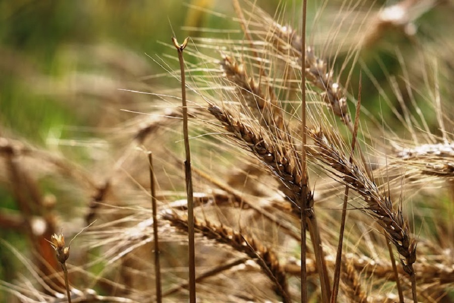 Погода в Казахстане благоприятна для зерновых культур