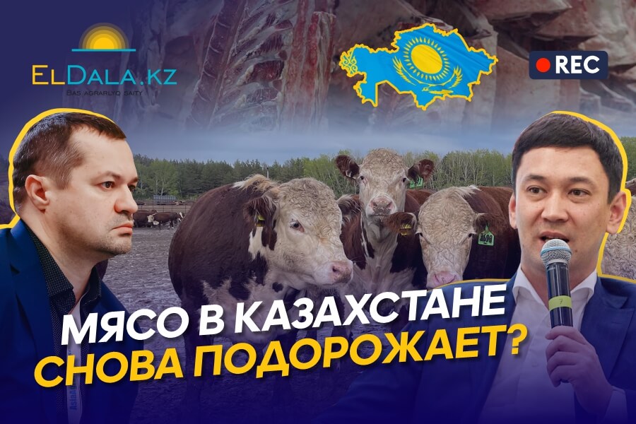 Рынок мяса в Казахстане: цены на скот, экспорт КРС и цена на мясо для населения