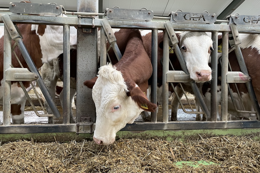 Массовый забой скота из-за дефицита кормов начался в Казахстане