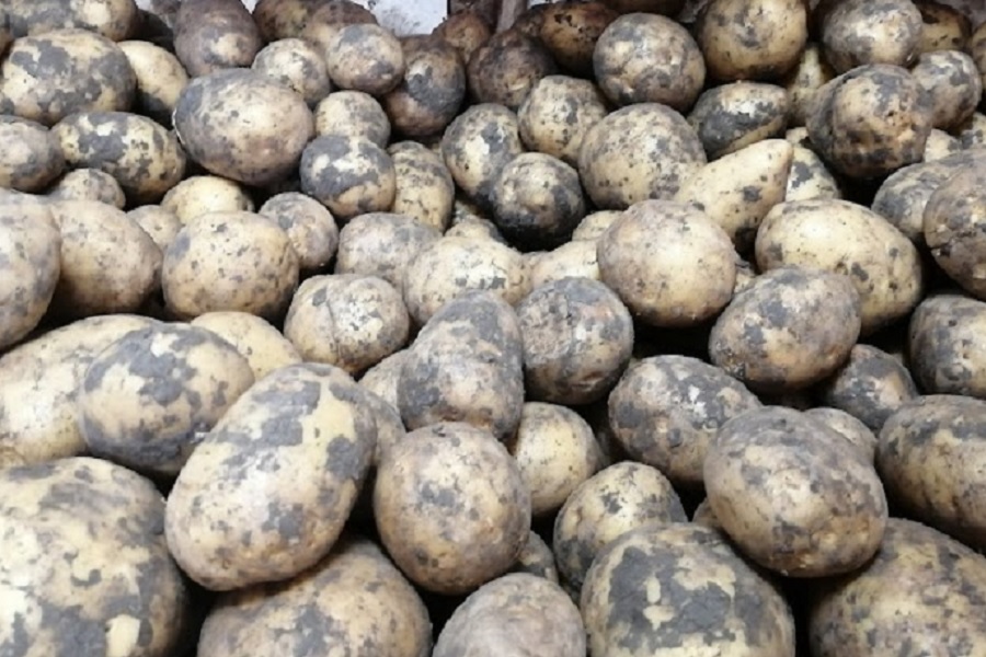Павлодарский картофель будут поставлять на рынки дальнего зарубежья