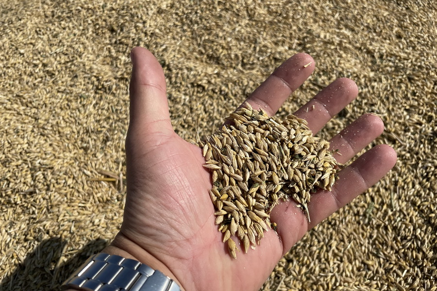 Запасы зерна в Казахстане выросли до 7,1 млн тонн