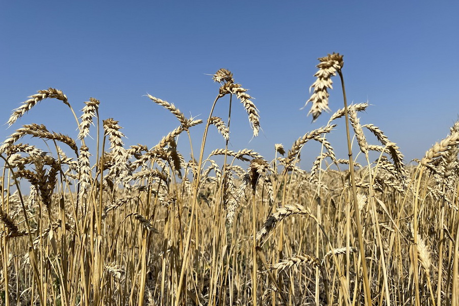 Новый сорт пшеницы создан в Карагандинской СХОС