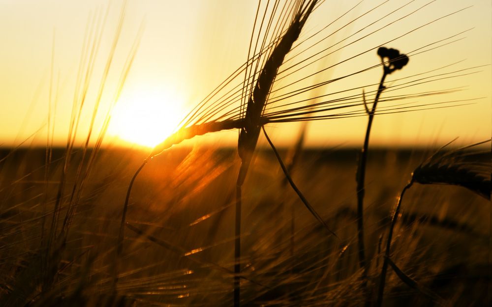 Теневой рынок зерна в Казахстане оценили почти в 1 млн тонн