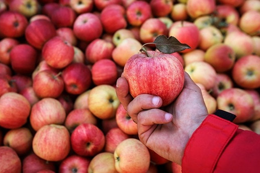 Производство яблок в Казахстане за год выросло на 20%
