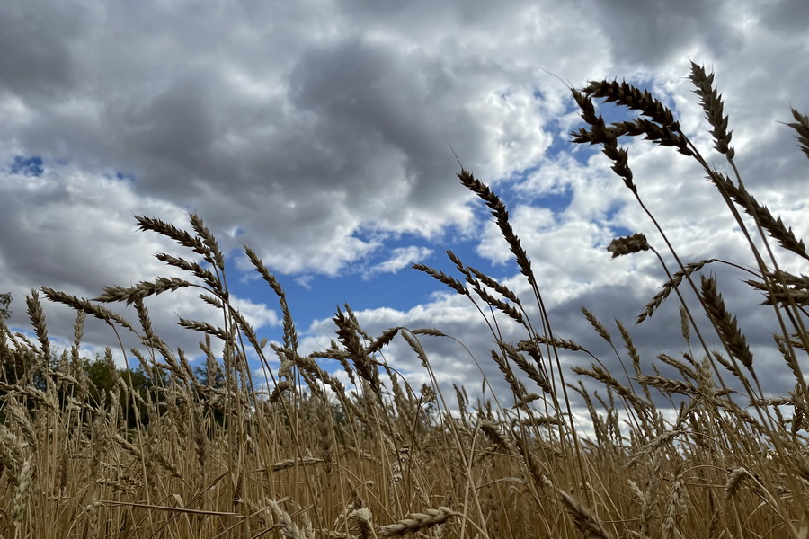 Пшеница урожая 2021 года