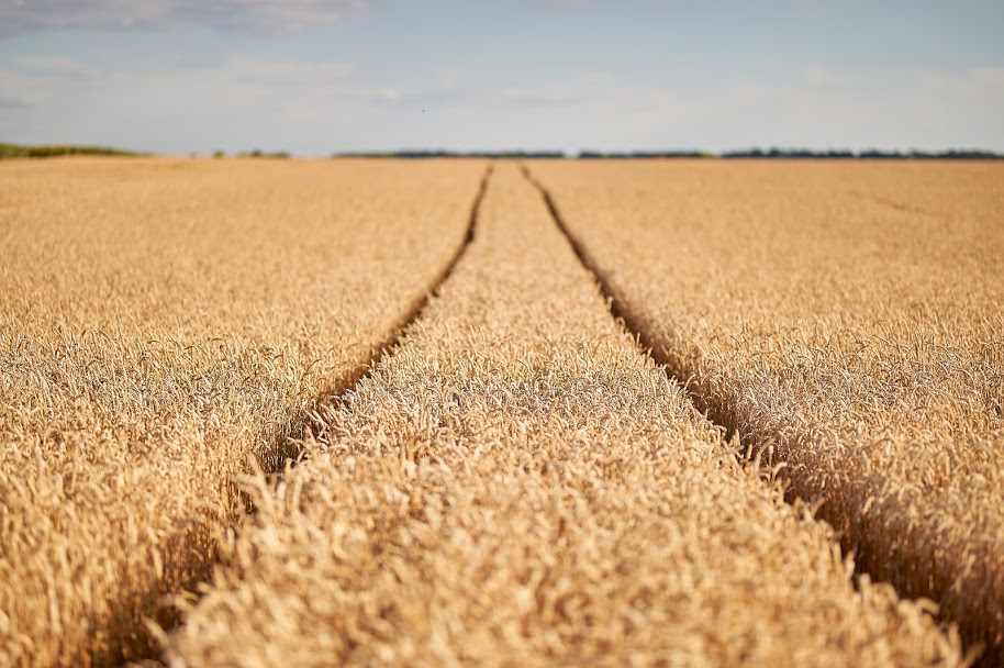 Ученые прогнозируют развитие пятнистости листьев на пшенице