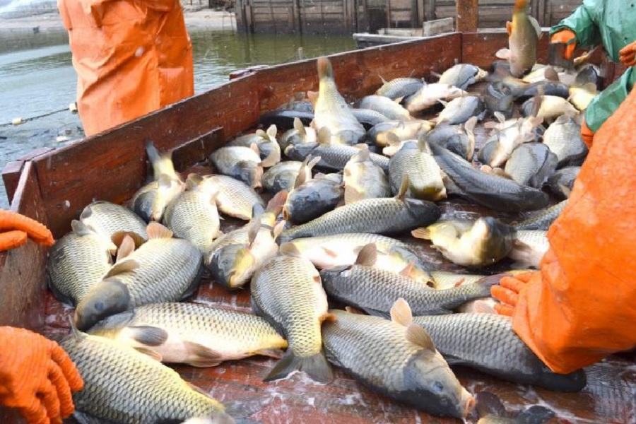 Казахстан увеличит экспорт рыбной продукции в Китай