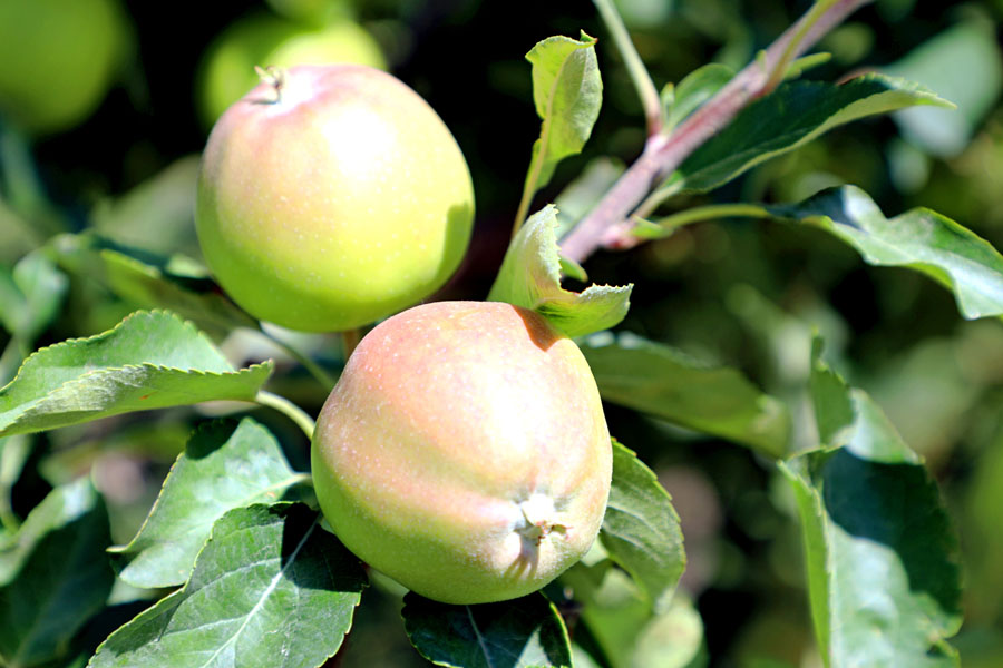Как Arnau Agro выращивает яблоки по итальянской технологии