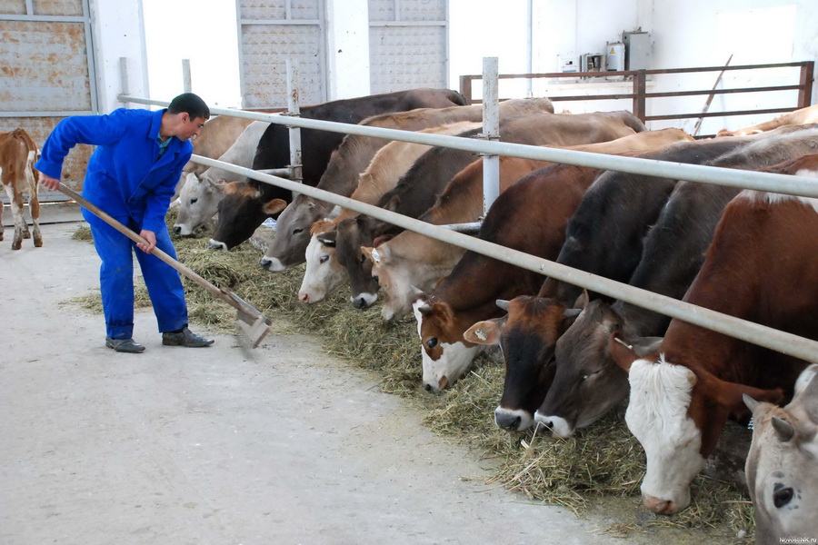 В Казахстане появится день животноводов